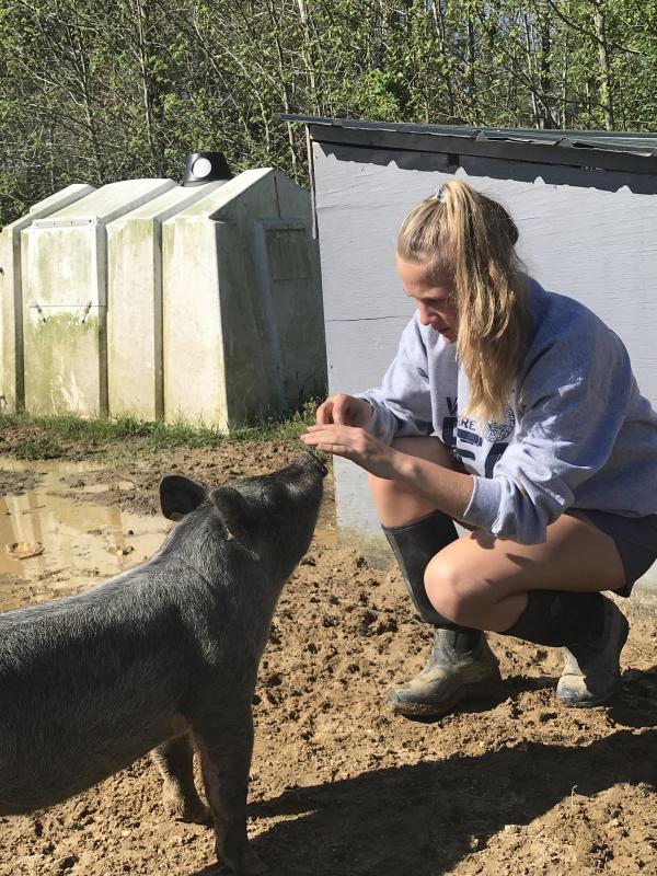 Riley created a website, The Hog Blog, for beginners who need to learn the basics of caring for and showing a pig.